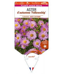 ASTER (novi-belgii) 'Fellowship' voir ASTER d'automne