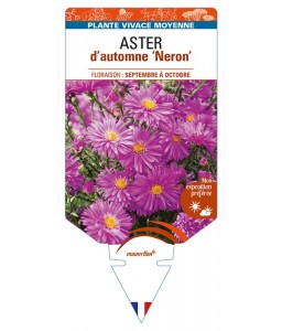 ASTER (novi-belgii) 'Neron' voir ASTER d'automne
