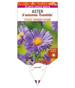 ASTER (novi-belgii) ‘Eventide’ voir ASTER d'automne