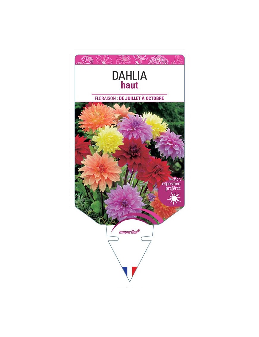 DAHLIA HAUT