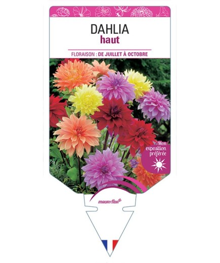 DAHLIA HAUT