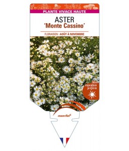 ASTER (pringlei) ‘Monte Cassino’