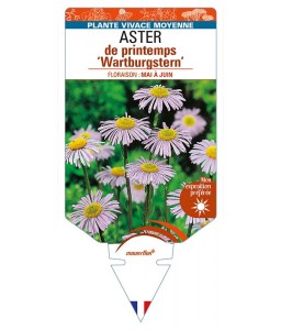 ASTER (tongolensis) ‘Wartburgstern’  voir ASTER d'automne
