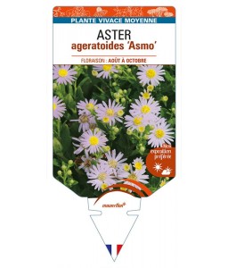 ASTER ageratoides 'Asmo'