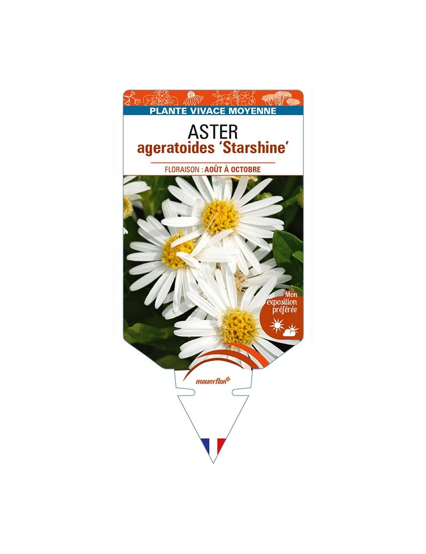 ASTER ageratoides 'Starshine'