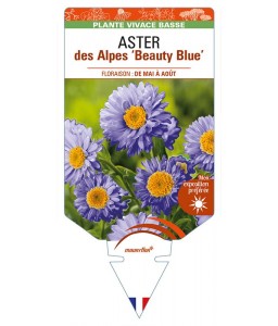 ASTER alpinus 'Beauty Blue' voir ASTER des Alpes