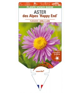 ASTER alpinus 'Happy End' voir ASTER des Alpes
