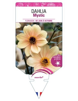 DAHLIA MYSTIC