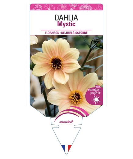 DAHLIA MYSTIC