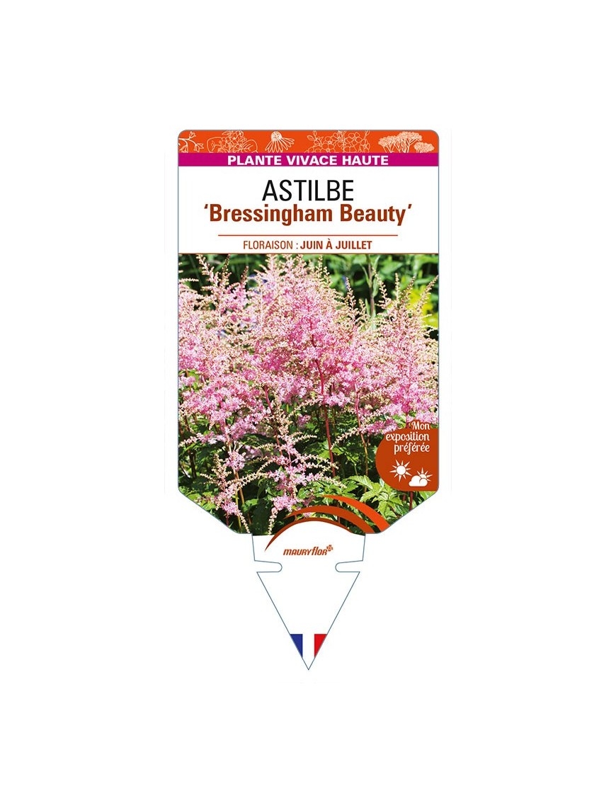 ASTILBE (arendsii-Hybride) ‘Bressingham Beauty’