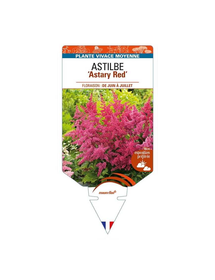 ASTILBE (arendsii) 'Astary Red'