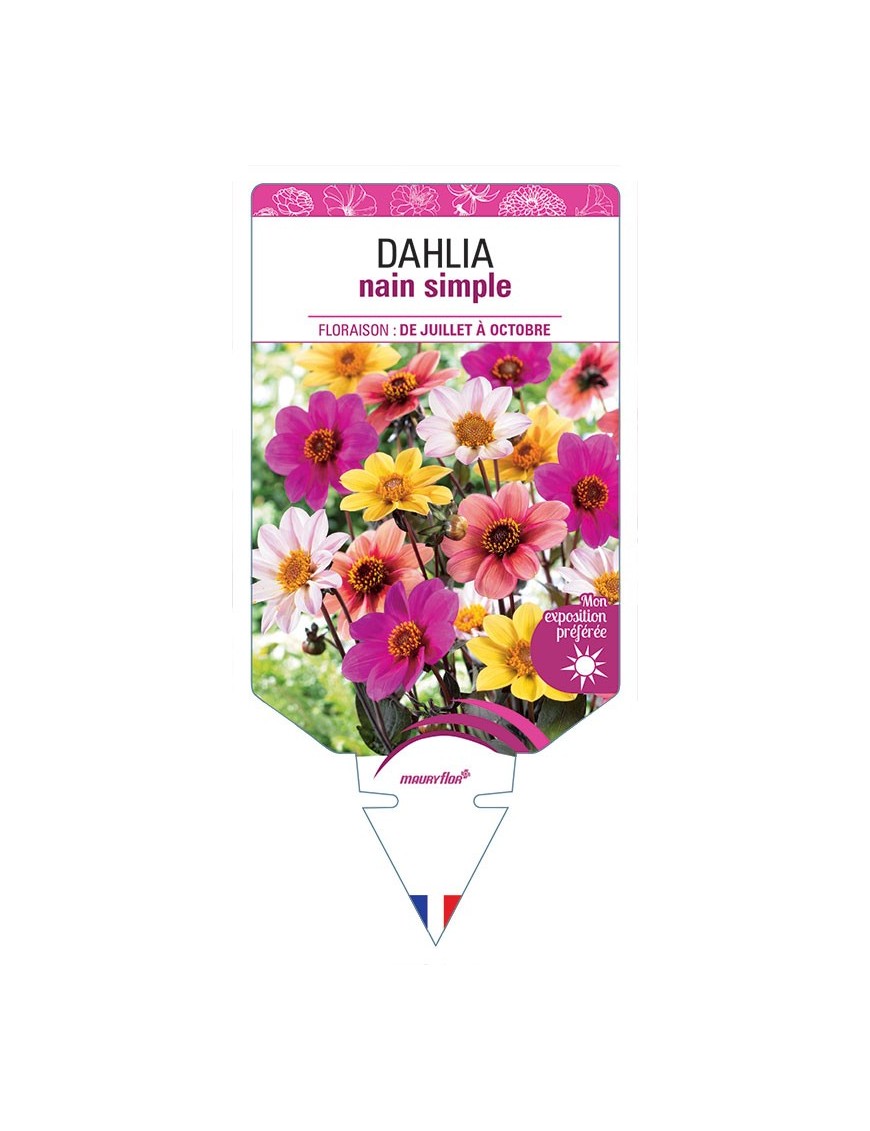 DAHLIA NAIN SIMPLE (VARIÉ)
