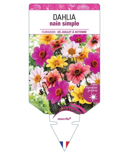 DAHLIA NAIN SIMPLE (VARIÉ)