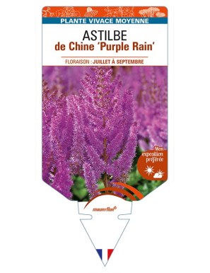 ASTILBE chinensis 'Purple Rain'