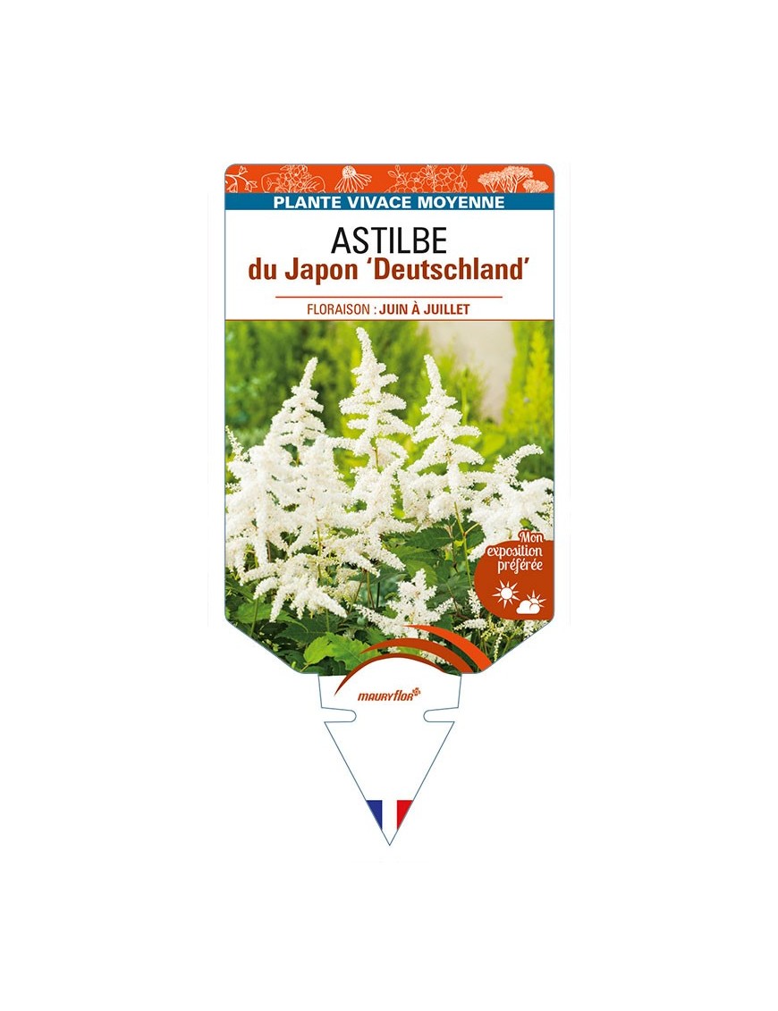 ASTILBE japonica (hybride) ‘Deutschland’
