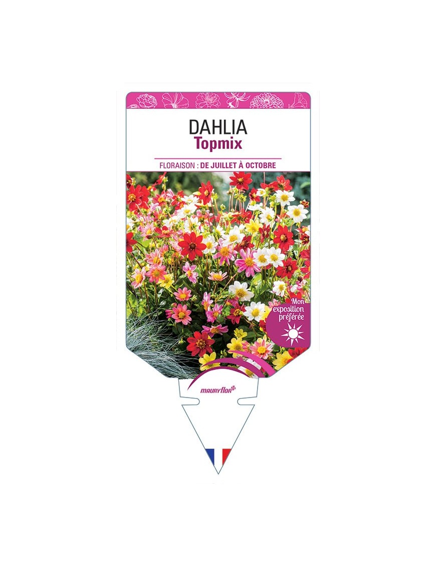 DAHLIA TOPMIX (VARIÉ)