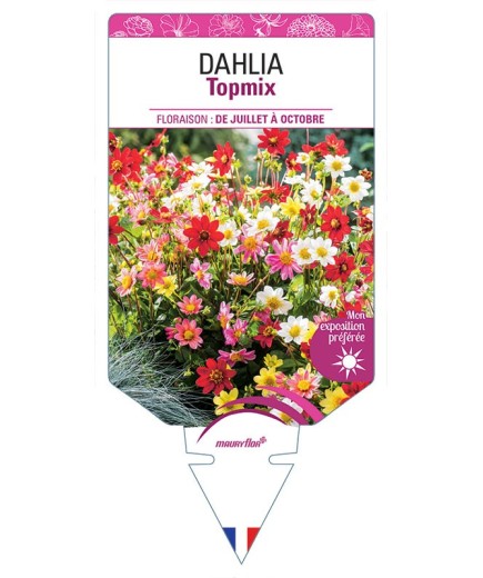 DAHLIA TOPMIX (VARIÉ)