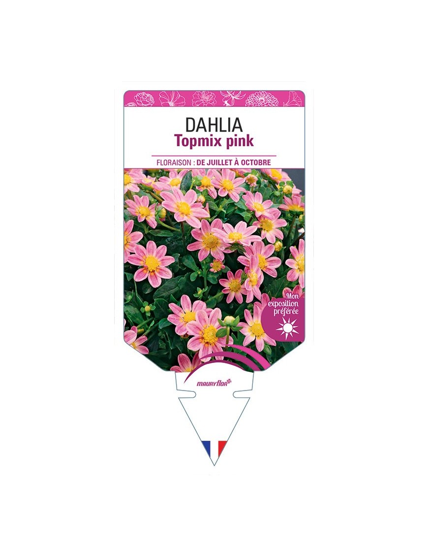 DAHLIA TOPMIX PINK