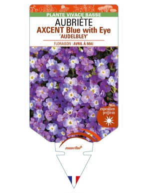 AUBRIETA AXCENT Blue with Eye 'Audelbley'
