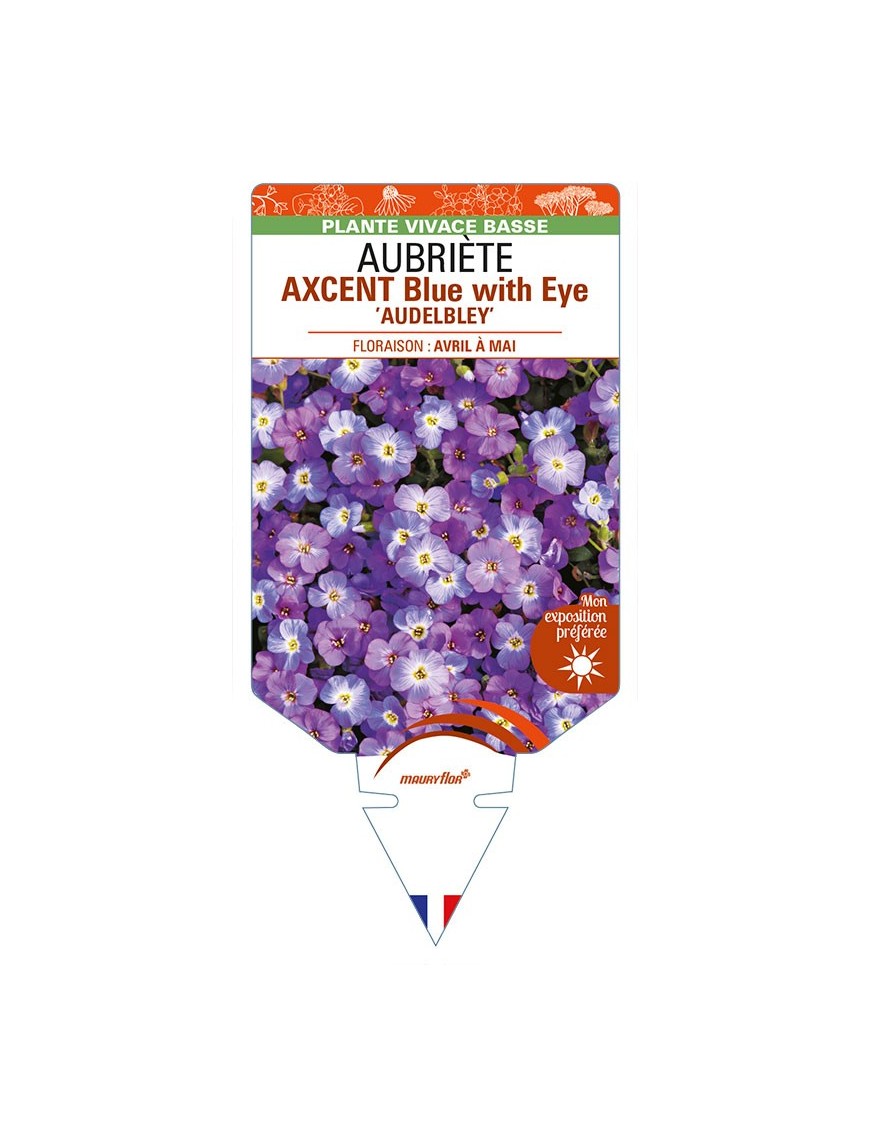 AUBRIETA AXCENT Blue with Eye 'Audelbley'