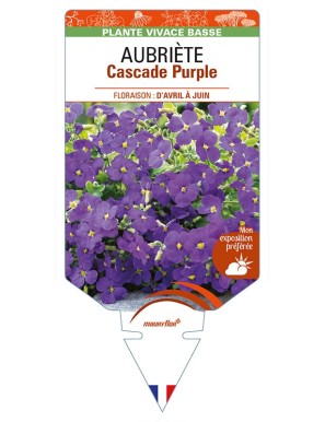 AUBRIETA Cascade Purple