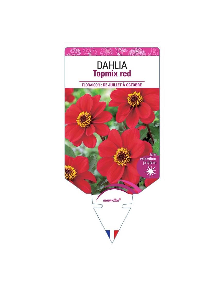 DAHLIA TOPMIX RED