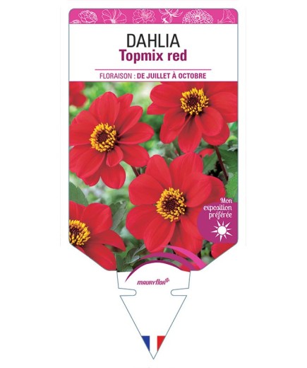 DAHLIA TOPMIX RED