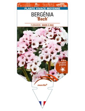 BERGENIA 'Bach'