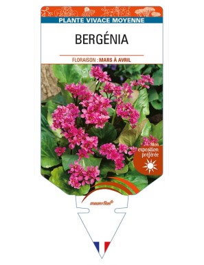 BERGENIA (cordifolia rouge)