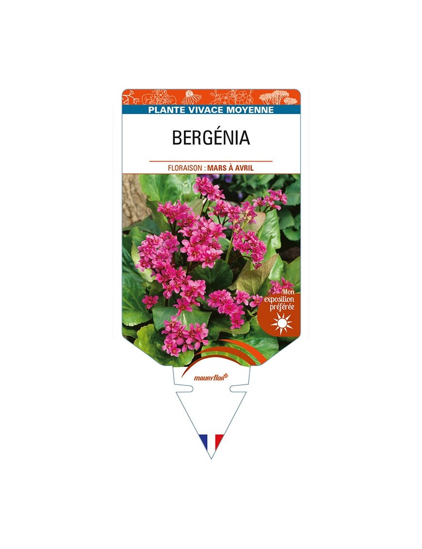 BERGENIA (cordifolia rouge)