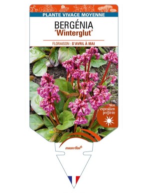 BERGENIA (cordifolia) 'Winterglut'