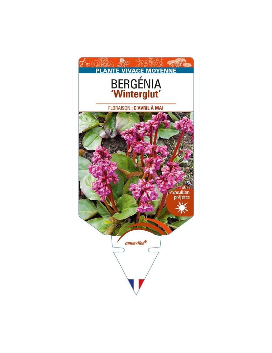 BERGENIA (cordifolia) 'Winterglut'
