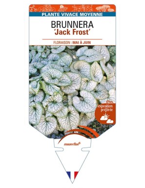 BRUNNERA (macrophylla) 'Jack Frost'