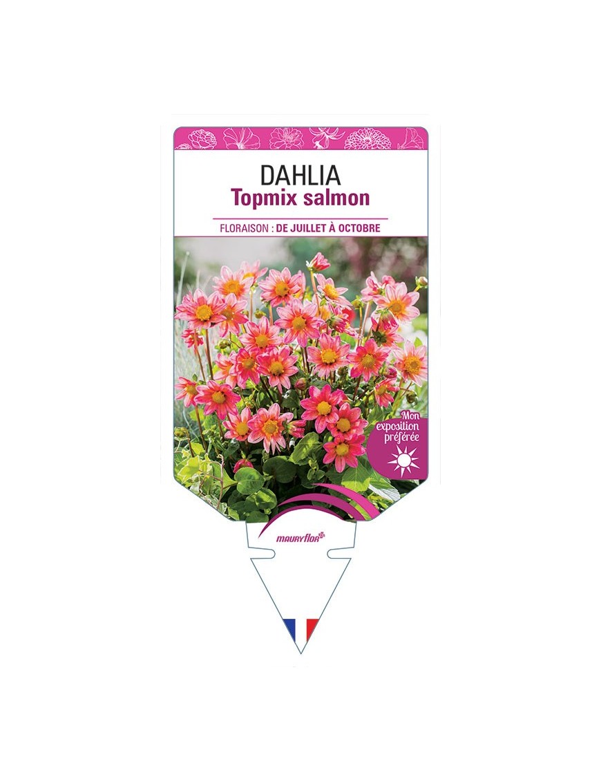 DAHLIA TOPMIX SALMON