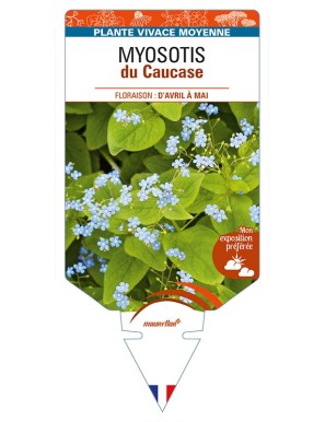 BRUNNERA macrophylla voir MYOSOTIS du Caucase