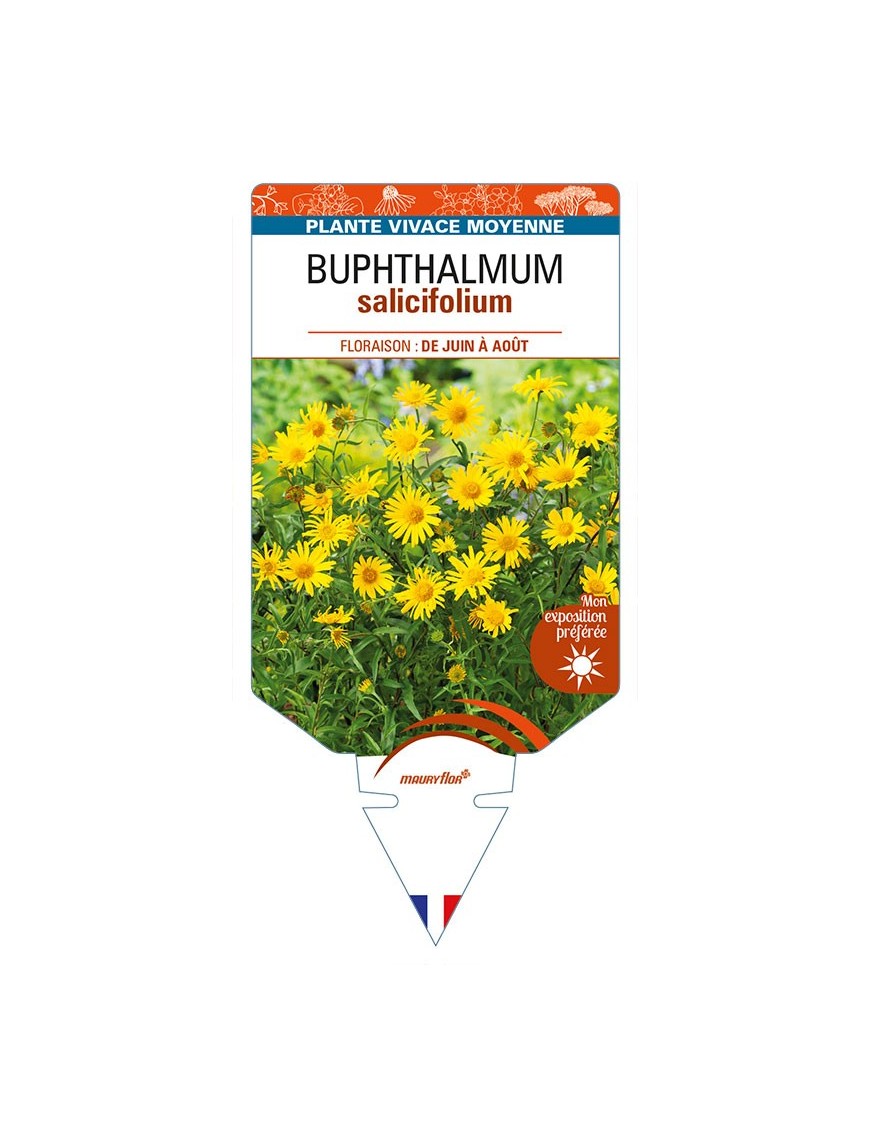 BUPHTHALMUM salifolium