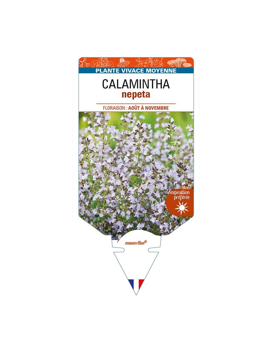 CALAMINTHA nepeta