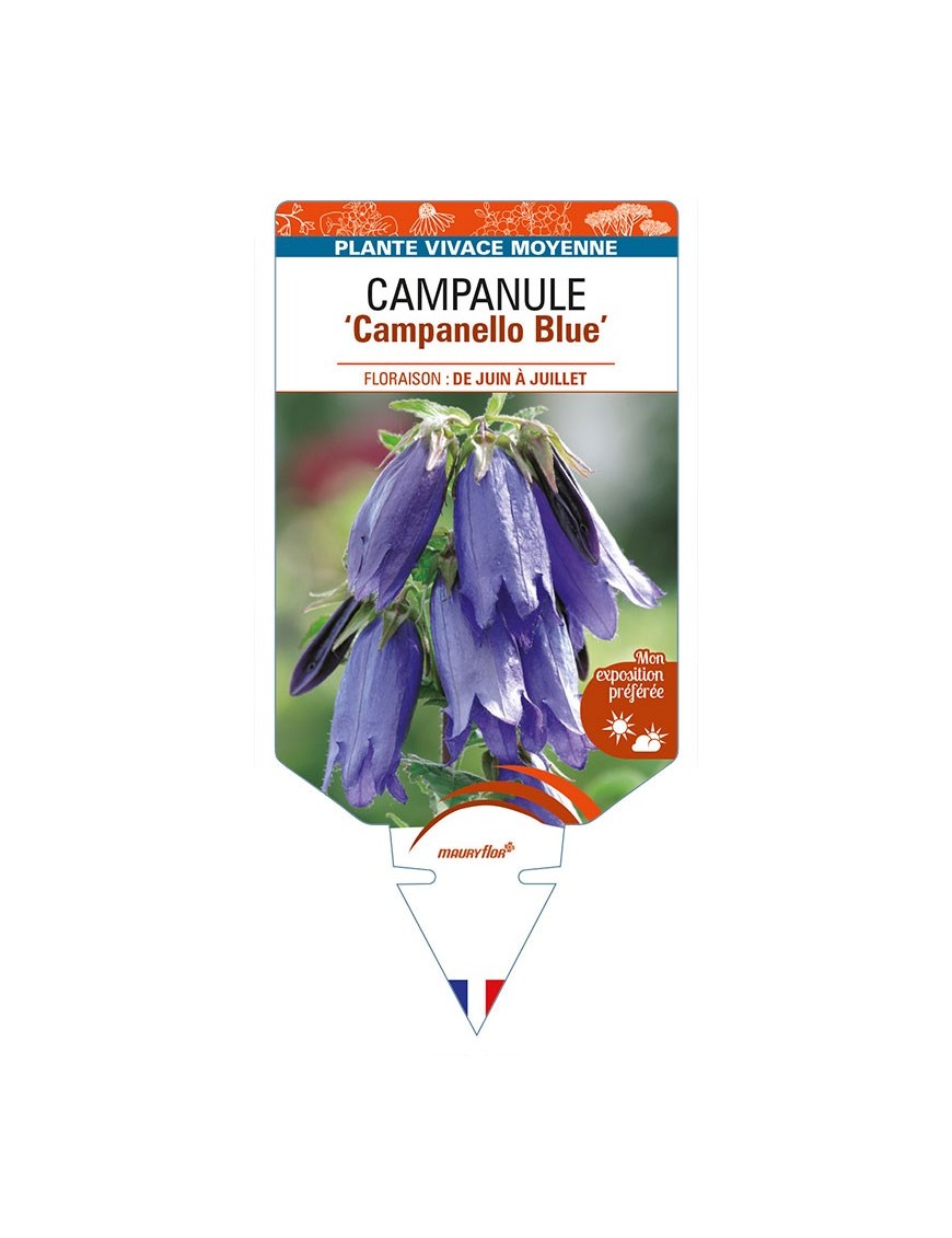 CAMPANULA 'Campanello Blue'