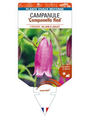 CAMPANULA 'Campanello Red'