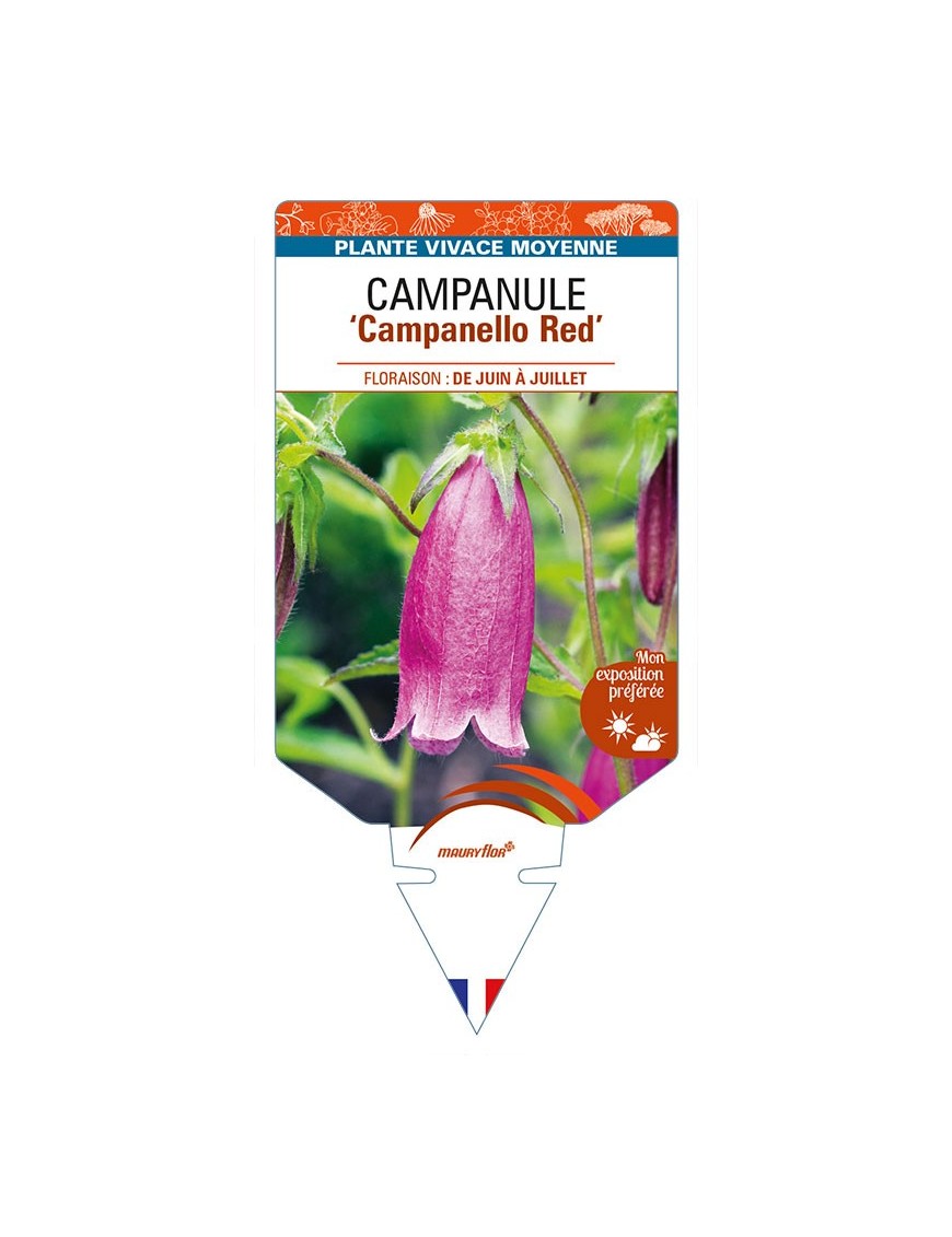 CAMPANULA 'Campanello Red'