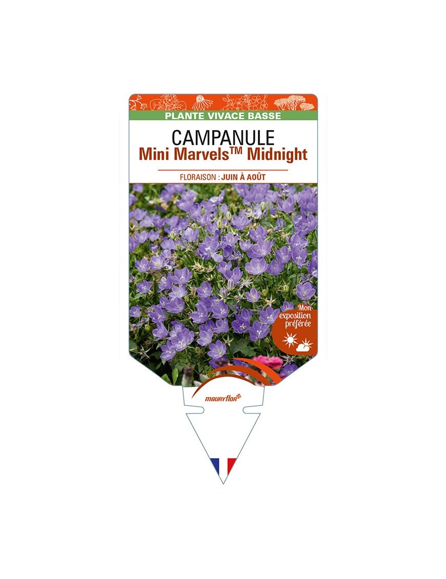 CAMPANULA (carpatica) Mini MarvelsTM Midnight