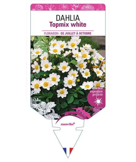 DAHLIA TOPMIX WHITE