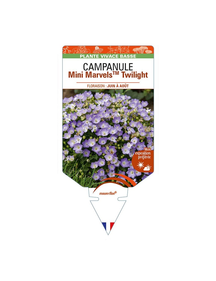 CAMPANULA (carpatica) Mini MarvelsTM Twilight