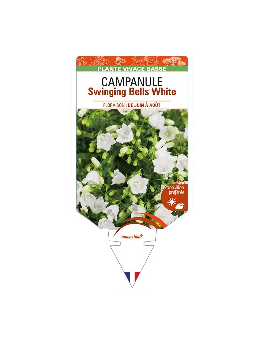 CAMPANULA (cochleriifolia) 'Swinging Bells White'