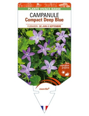 CAMPANULA (portenschlagiana) Compact Deep Blue