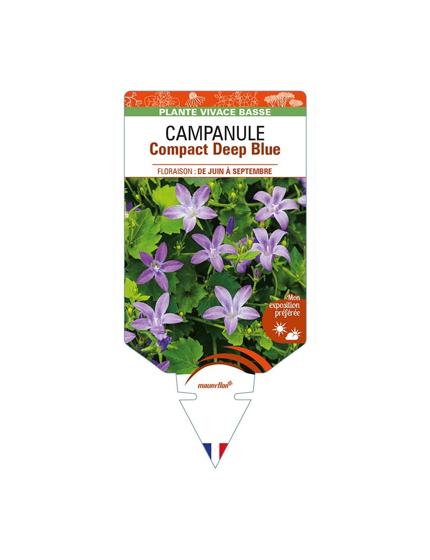 CAMPANULA (portenschlagiana) Compact Deep Blue