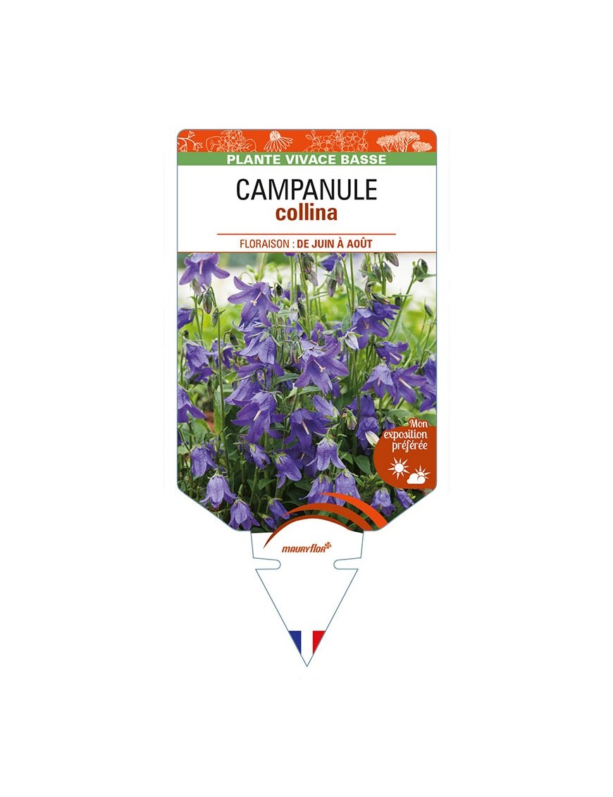 CAMPANULA collina