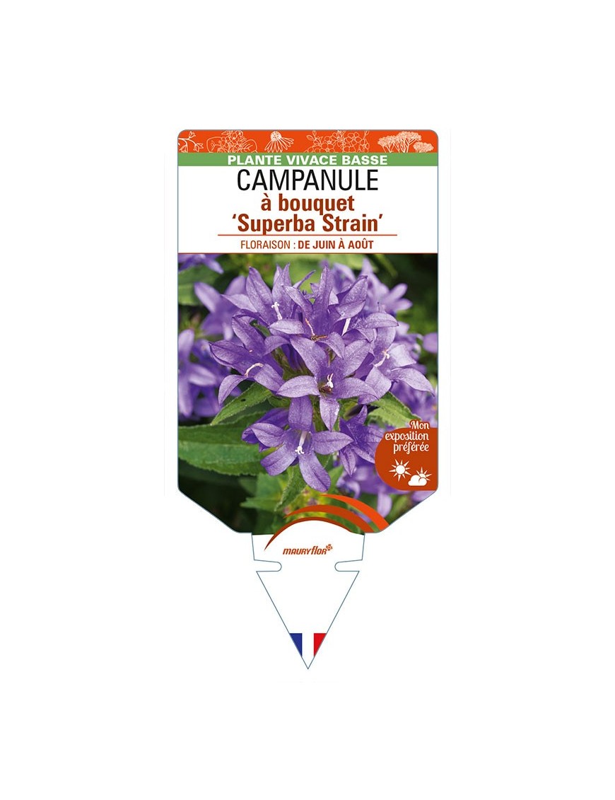 CAMPANULA glomerata 'Superba Train' voir CAMPANULE à bouquet