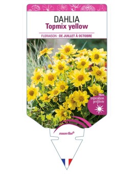 DAHLIA TOPMIX YELLOW