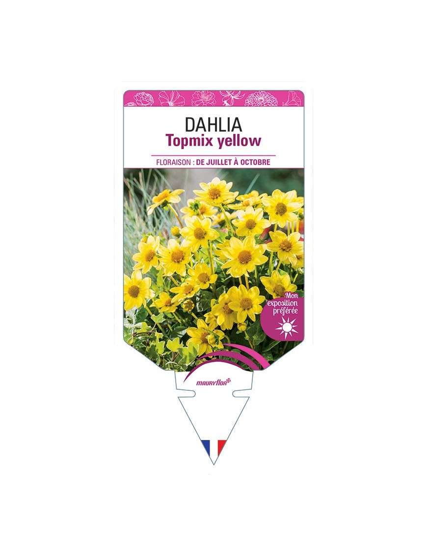 DAHLIA TOPMIX YELLOW